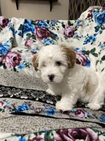 Flint, a male Maltipoo and Shih Tzu for sale in Goodyear, AZ – 1 of 6