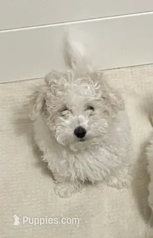 Clayton  – Maltipoo, Havanese puppy for sale in Goodyear, AZ