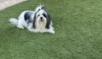 Blanche, a female Havanese and Shih Tzu for sale in Goodyear, AZ – 7 of 8