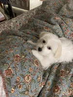 Blanche, a female Havanese and Shih Tzu for sale in Goodyear, AZ – 2 of 9