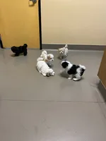 Jewel on hold, a female Maltipoo and Shih Tzu for sale in Goodyear, AZ – 6 of 6