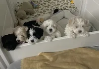 Clayton , a male Maltipoo and Havanese for sale in Goodyear, AZ – 2 of 5
