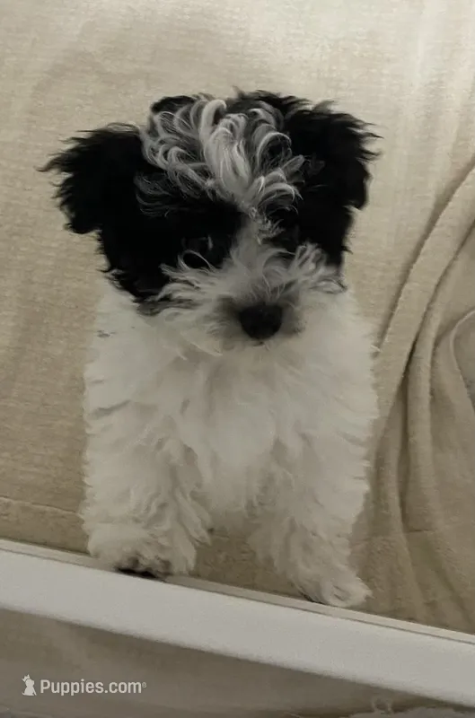 Maggie  – Maltipoo, Havanese puppy for sale in Goodyear, AZ