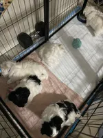 Baxter , a male Havanese and Shih Tzu for sale in Goodyear, AZ – 6 of 7