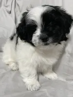 Martin, a male Havanese and Shih Tzu for sale in Goodyear, AZ – 2 of 8