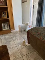 Rolo, a male Maltipoo and Havanese for sale in Goodyear, AZ – 5 of 9