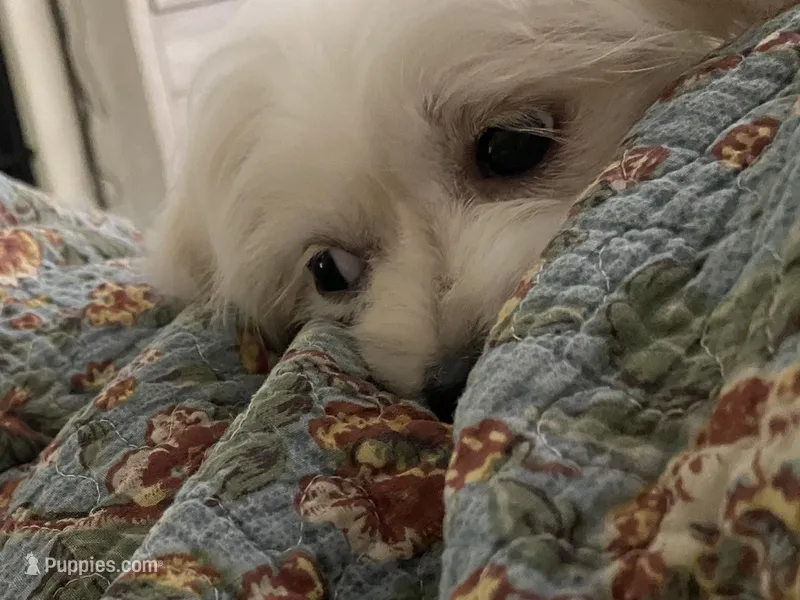 Blanch – Havanese, Shih Tzu puppy for sale in Goodyear, AZ