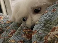 Blanche, a female Havanese and Shih Tzu for sale in Goodyear, AZ – 1 of 9