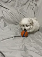 Blanche, a female Havanese and Shih Tzu for sale in Goodyear, AZ – 4 of 8