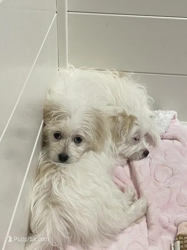 Blanch – Havanese, Shih Tzu puppy for sale in Goodyear, AZ