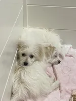 Blanch, a female Havanese and Shih Tzu for sale in Goodyear, AZ – 1 of 7