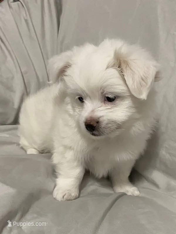 Puff – Havanese, Shih Tzu puppy for sale in Goodyear, AZ
