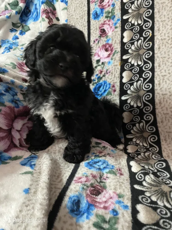 Onyx – Maltipoo, Shih Tzu puppy for sale in Goodyear, AZ