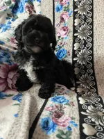 Onyx, a male Maltipoo and Shih Tzu for sale in Goodyear, AZ – 1 of 2