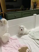 Blanch, a female Havanese and Shih Tzu for sale in Goodyear, AZ – 2 of 7