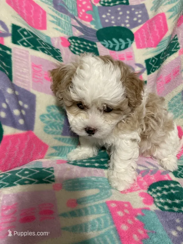 Pebble – Maltipoo, Shih Tzu puppy for sale in Goodyear, AZ