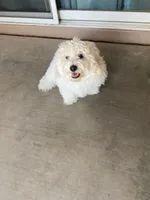 Clayton on hold, a male Maltipoo and Havanese for sale in Goodyear, AZ – 6 of 10