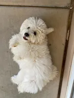 Clayton on hold, a male Maltipoo and Havanese for sale in Goodyear, AZ – 5 of 10
