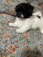 Baxter , a male Havanese and Shih Tzu for sale in Goodyear, AZ – 2 of 7