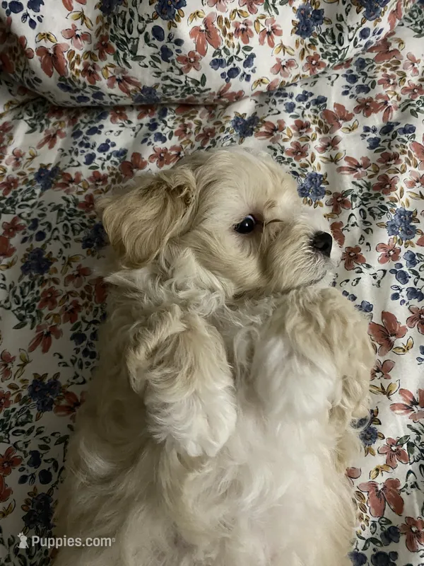 Felix – Maltipoo, Havanese puppy for sale in Goodyear, AZ