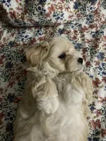 Felix, a male Maltipoo and Havanese for sale in Goodyear, AZ – 1 of 1