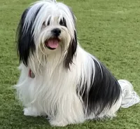 Baby, a female Shih Tzu for sale in Goodyear, AZ – 5 of 6