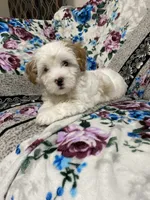 Flint, a male Maltipoo and Shih Tzu for sale in Goodyear, AZ – 3 of 6