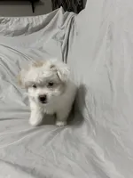 Agatha, a female Havanese and Shih Tzu for sale in Goodyear, AZ – 4 of 7