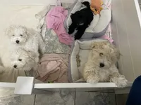 Felix, a male Maltipoo and Havanese for sale in Goodyear, AZ – 3 of 7