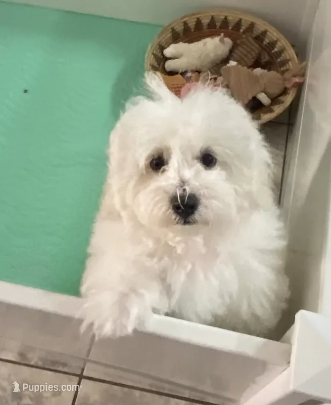 Clayton  – Maltipoo, Havanese puppy for sale in Goodyear, AZ