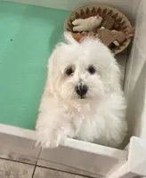 Clayton , a male Maltipoo and Havanese for sale in Goodyear, AZ – 1 of 3