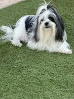 Baby, a female Shih Tzu for sale in Goodyear, AZ – 4 of 6