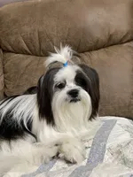 Baxter, a  Havanese and Shih Tzu for sale in Goodyear, AZ – 6 of 7
