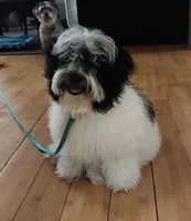 Baxter, a  Havanese and Shih Tzu for sale in Goodyear, AZ – 7 of 7