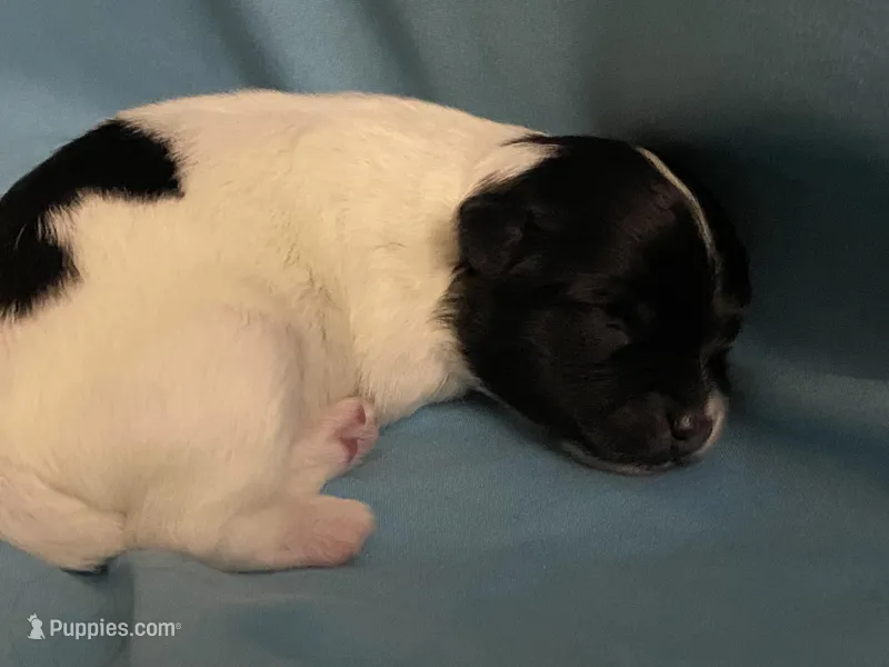 Baxter – Havanese, Shih Tzu puppy for sale in Goodyear, AZ