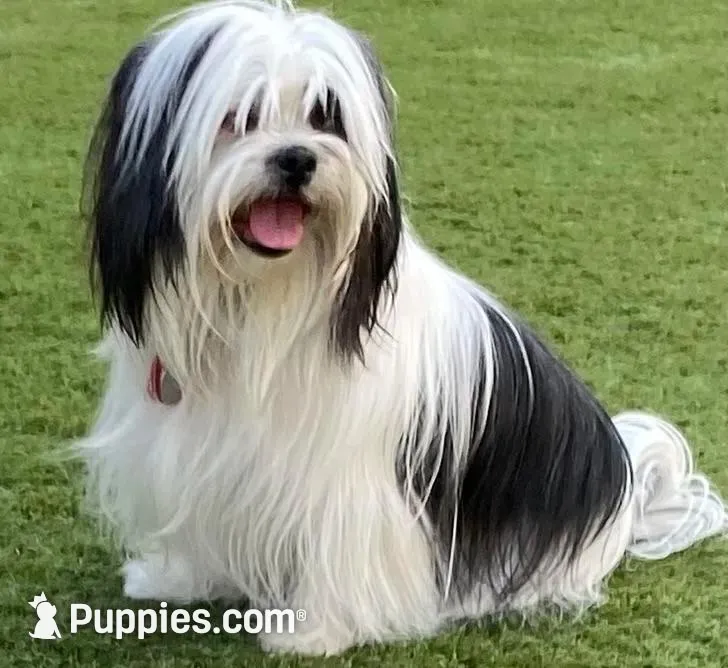 Baxter, a  Havanese and Shih Tzu for sale in Goodyear, AZ – 5 of 7