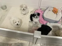 Maggie , a female Maltipoo and Havanese for sale in Goodyear, AZ – 3 of 7