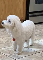 Opal, a female Maltipoo and Shih Tzu for sale in Goodyear, AZ – Photo 5 of 8