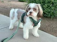 Opal, a female Maltipoo and Shih Tzu for sale in Goodyear, AZ – Photo 3 of 8