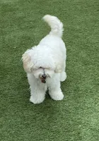 Opal, a female Maltipoo and Shih Tzu for sale in Goodyear, AZ – Photo 6 of 8