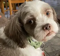 Opal, a female Maltipoo and Shih Tzu for sale in Goodyear, AZ – Photo 4 of 8