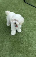 Opal, a female Maltipoo and Shih Tzu for sale in Goodyear, AZ – Photo 8 of 8