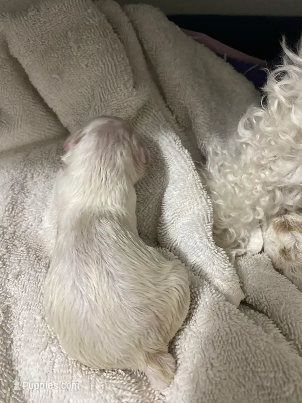 Working on name – Maltipoo, Shih Tzu puppy for sale in Goodyear, AZ