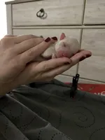 Working on name, a female Maltipoo and Shih Tzu for sale in Goodyear, AZ – Photo 2 of 2