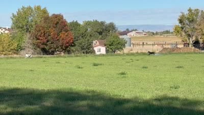 Facility video