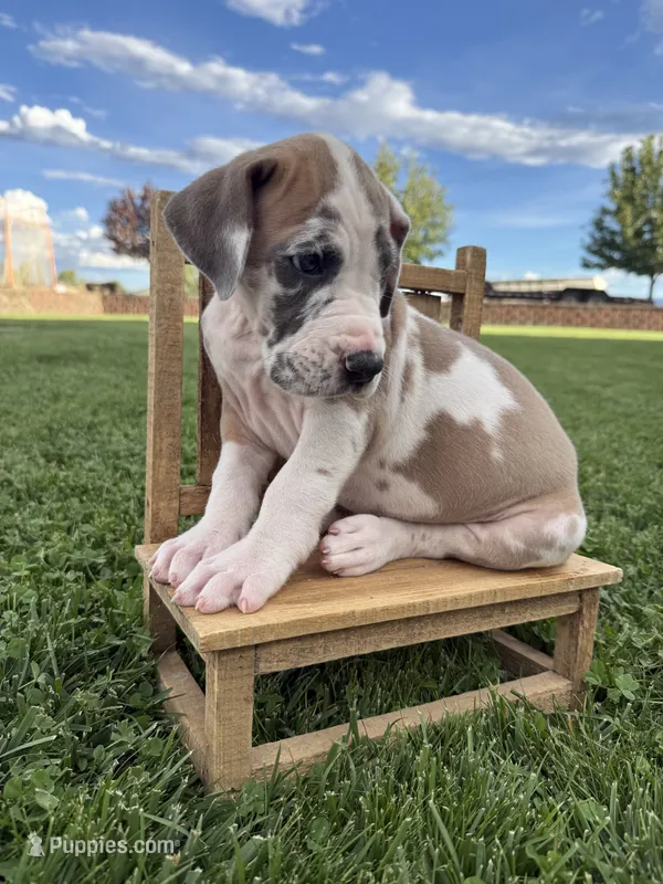 Remi – Great Dane puppy for sale in Grand Junction, CO