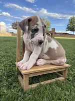 Remi, a female Great Dane for sale in Grand Junction, CO – 1 of 5