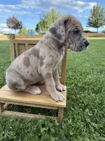 Ruby, a female Great Dane for sale in Grand Junction, CO – 3 of 5