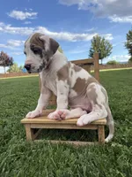 Remi, a female Great Dane for sale in Grand Junction, CO – 4 of 5