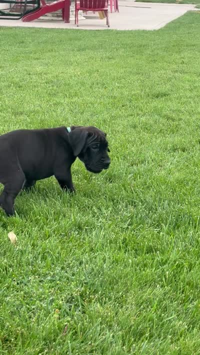 Roxy, a female Great Dane for sale in Grand Junction, CO – 4 of 5